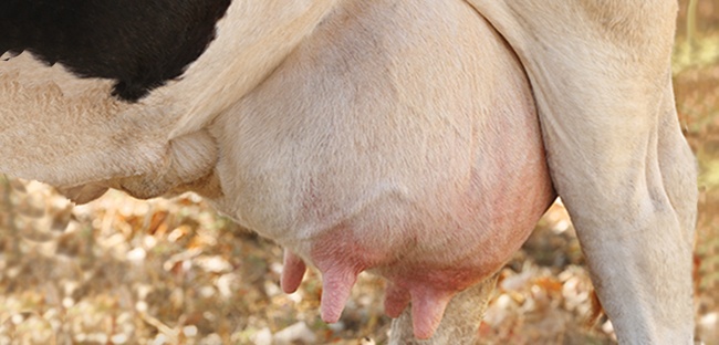 Причины мастита у коров