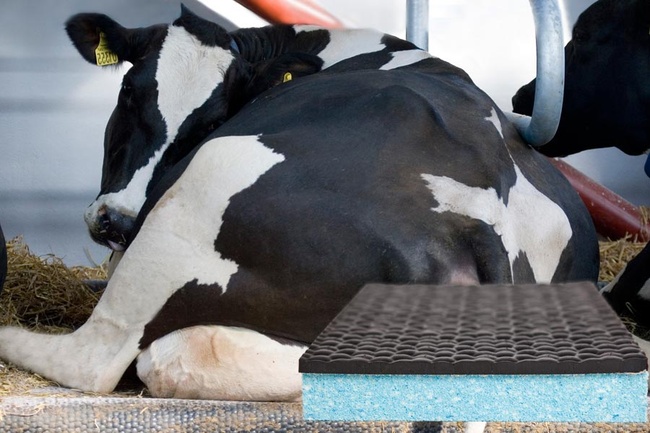 Причины мастита у коров, фото - 2
